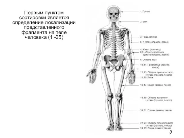 Первым пунктом сортировки является определение локализации представленного фрагмента на теле человека (1 -25) 3