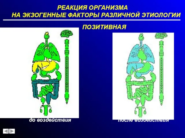 РЕАКЦИЯ ОРГАНИЗМА НА ЭКЗОГЕННЫЕ ФАКТОРЫ РАЗЛИЧНОЙ ЭТИОЛОГИИ до воздействия ПОЗИТИВНАЯ после воздействия