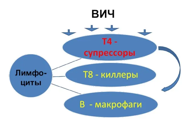 ВИЧ Лимфо-циты