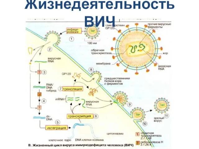 Жизнедеятельность ВИЧ