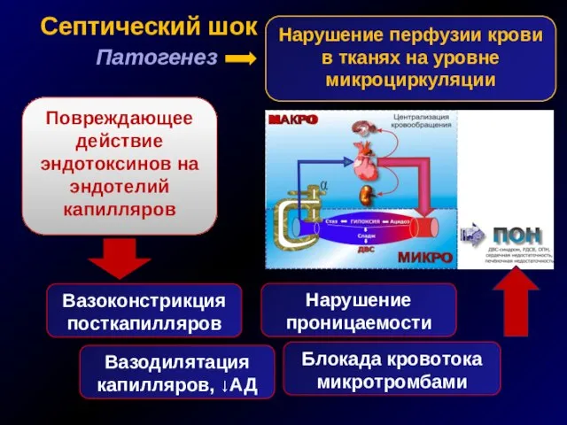 Септический шок Патогенез Вазоконстрикция посткапилляров Вазодилятация капилляров, ↓АД Нарушение проницаемости Блокада кровотока