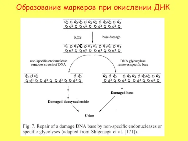 Образование маркеров при окислении ДНК