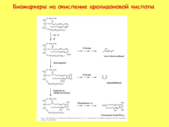 Биомаркеры на окисление арахидоновой кислоты