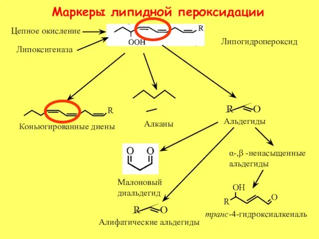 Маркеры липидной пероксидации Липогидропероксид Алканы Коньюгированные диены Малоновый диальдегид α-,β -ненасыщенные альдегиды