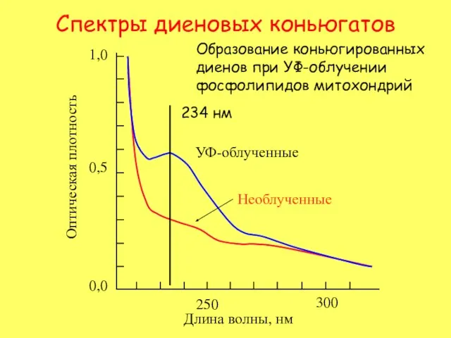 0,0 УФ-облученные Необлученные Спектры диеновых коньюгатов 234 нм Образование коньюгированных диенов при УФ-облучении фосфолипидов митохондрий