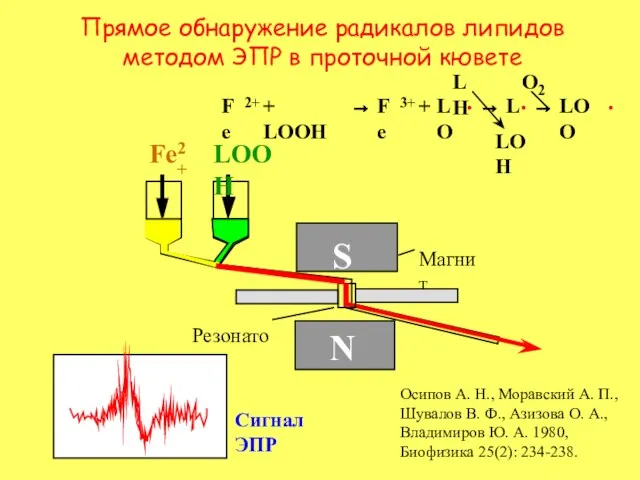 Прямое обнаружение радикалов липидов методом ЭПР в проточной кювете Резонатор Магнит S