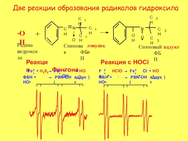 Две реакции образования радикалов гидроксила + + . ОН Радикал гидроксила Спиновая