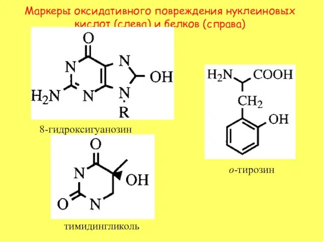 Маркеры оксидативного повреждения нуклеиновых кислот (слева) и белков (справа) 8-гидроксигуанозин тимидингликоль о-тирозин