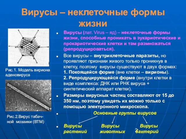 Вирусы – неклеточные формы жизни Вирусы (лат. Virus – яд) – неклеточные