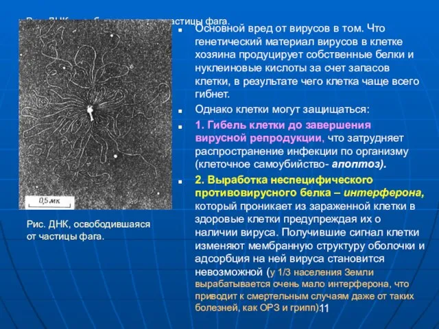 Рис. ДНК, освободившаяся от частицы фага. Основной вред от вирусов в том.