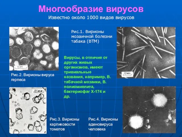 Многообразие вирусов Рис.1. Вирионы мозаичной болезни табака (ВТМ) Рис.2. Вирионы вируса герпеса