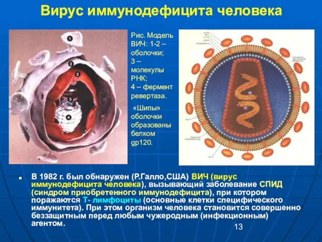 Вирус иммунодефицита человека В 1982 г. был обнаружен (Р.Галло,США) ВИЧ (вирус иммунодефицита