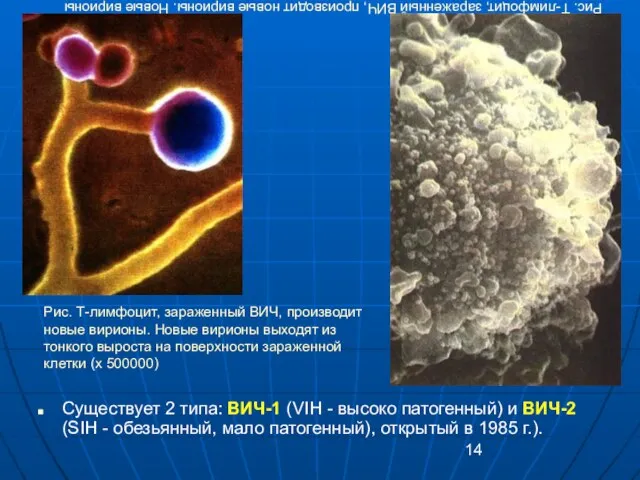 Рис. Т-лимфоцит, зараженный ВИЧ, производит новые вирионы. Новые вирионы выходят из тонкого