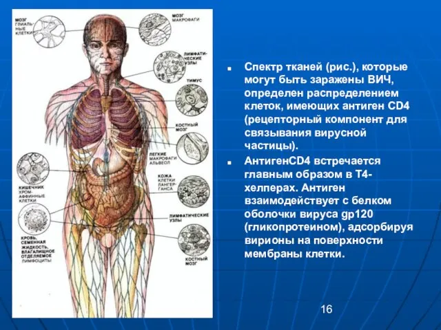 Спектр тканей (рис.), которые могут быть заражены ВИЧ, определен распределением клеток, имеющих