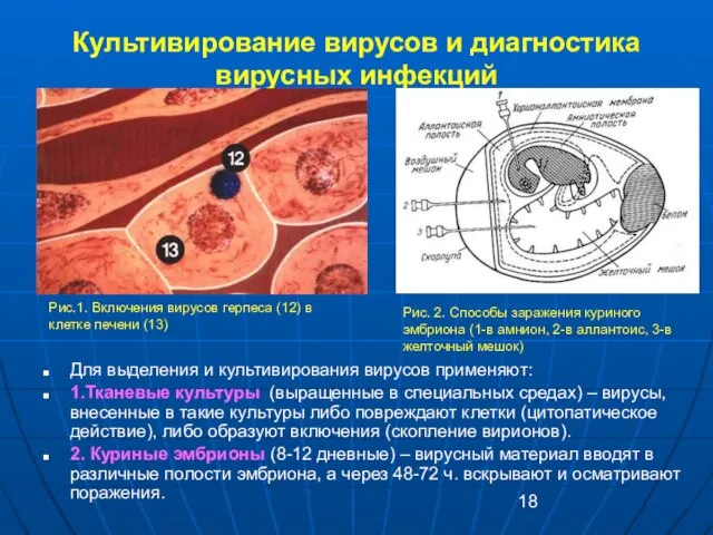 Культивирование вирусов и диагностика вирусных инфекций Для выделения и культивирования вирусов применяют: