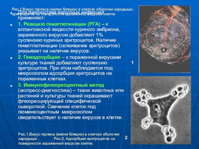 Рис.1.Вирус герпеса (мелки бляшки) в клетках оболочки зародыша . Рис.2. Адсорбция эритроцитов