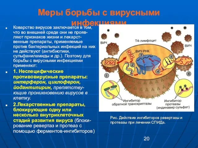 Меры борьбы с вирусными инфекциями Коварство вирусов заключается в том, что во