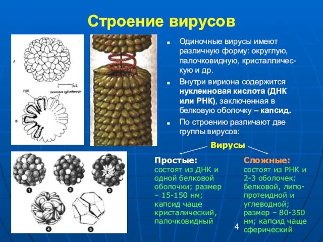 Строение вирусов Одиночные вирусы имеют различную форму: округлую, палочковидную, кристалличес-кую и др.