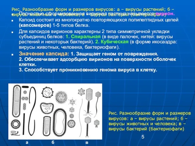 Рис. Разнообразие форм и размеров вирусов: а – вирусы растений; б –