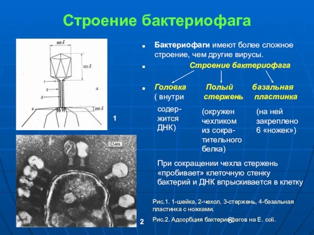 Строение бактериофага Бактериофаги имеют более сложное строение, чем другие вирусы. Строение бактериофага