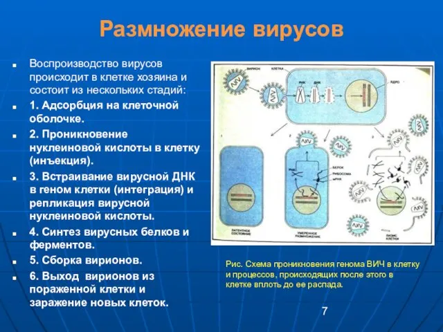 Размножение вирусов Воспроизводство вирусов происходит в клетке хозяина и состоит из нескольких