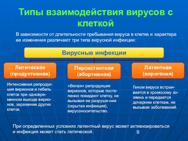 Типы взаимодействия вирусов с клеткой Интенсивная репродук-ция вирионов и гибель клеток при