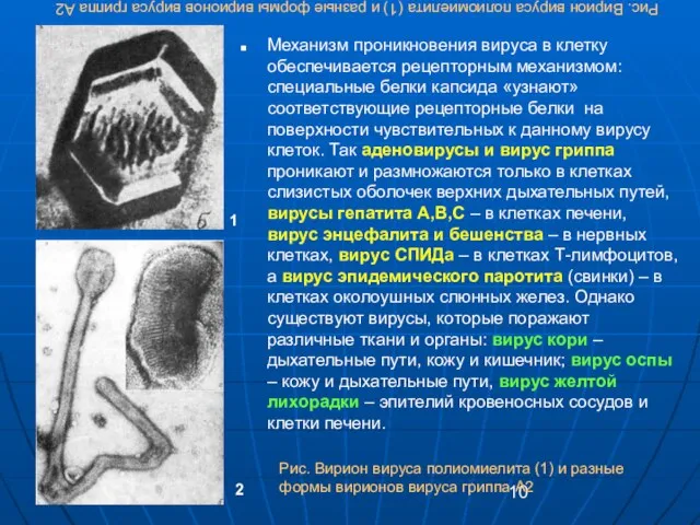 Рис. Вирион вируса полиомиелита (1) и разные формы вирионов вируса гриппа А2