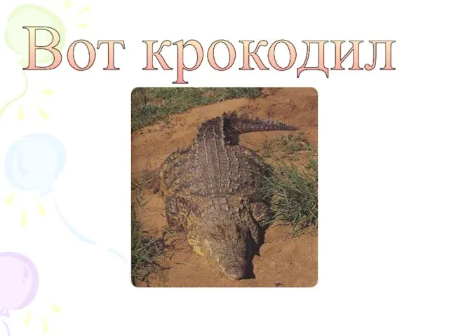 Вот крокодил