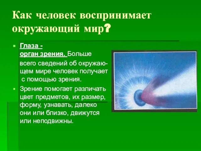 Как человек воспринимает окружающий мир? Глаза -орган зрения. Больше всего сведений об