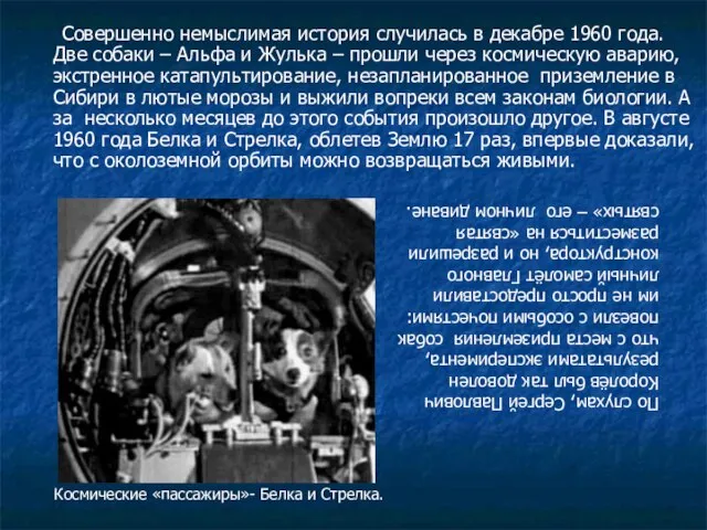 Совершенно немыслимая история случилась в декабре 1960 года. Две собаки – Альфа