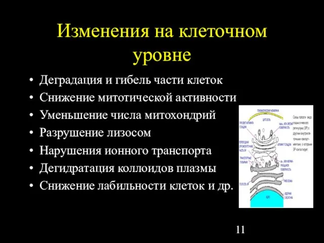 Изменения на клеточном уровне Деградация и гибель части клеток Снижение митотической активности