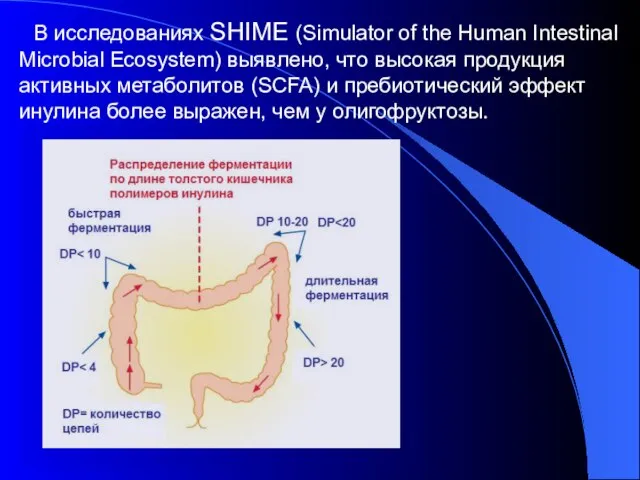 В исследованиях SHIME (Simulator of the Human Intestinal Microbial Ecosystem) выявлено, что