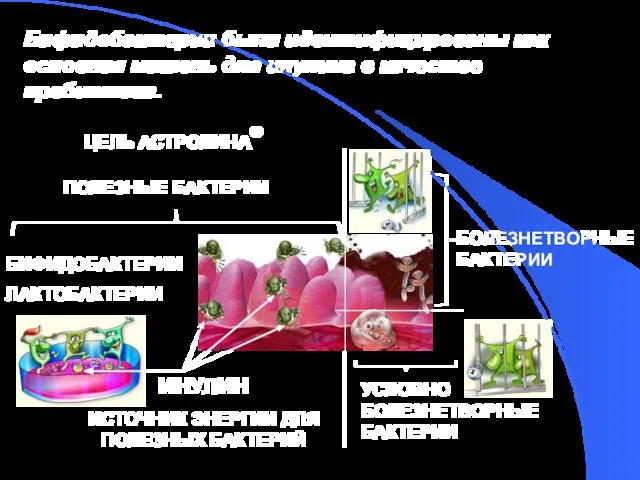 ПОЛЕЗНЫЕ БАКТЕРИИ БОЛЕЗНЕТВОРНЫЕ БАКТЕРИИ УСЛОВНО БОЛЕЗНЕТВОРНЫЕ БАКТЕРИИ БИФИДОБАКТЕРИИ ЛАКТОБАКТЕРИИ ИНУЛИН ИСТОЧНИК ЭНЕРГИИ