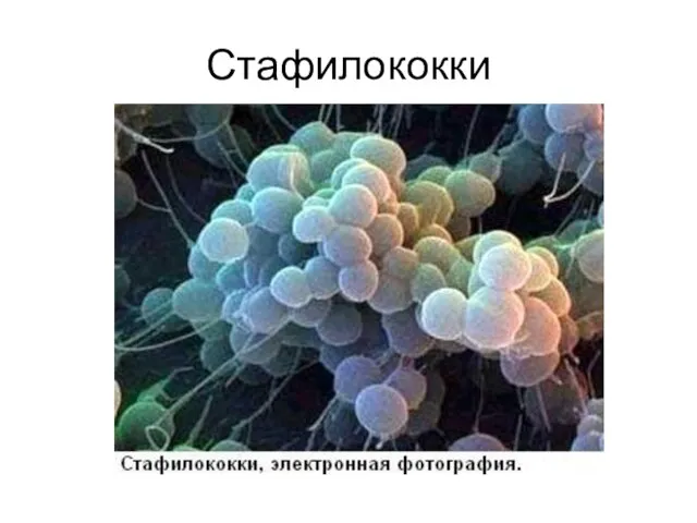 Стафилококки