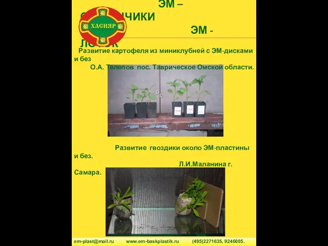 ЭМ – СТАКАНЧИКИ ЭМ - ЛОТОК em-plast@mail.ru www.em-baskplastik.ru (495)2271635, 9246005. Развитие картофеля