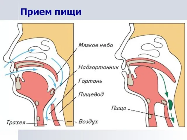 Прием пищи