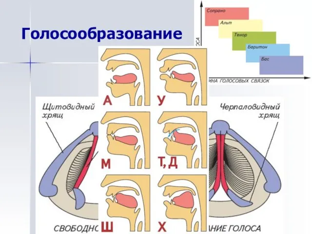 Голосообразование