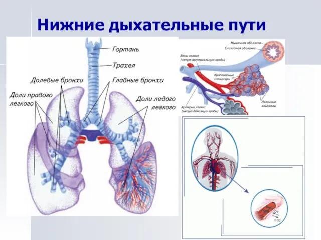 Нижние дыхательные пути