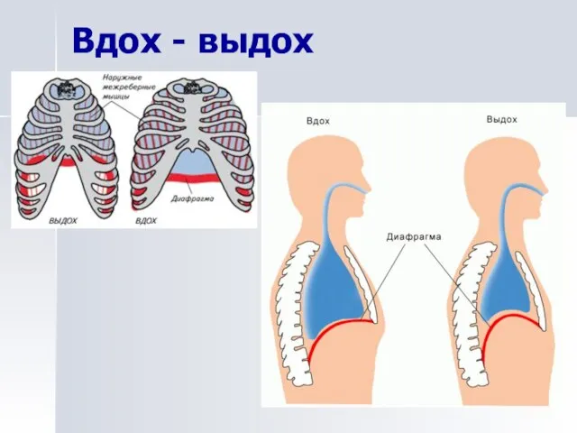 Вдох - выдох