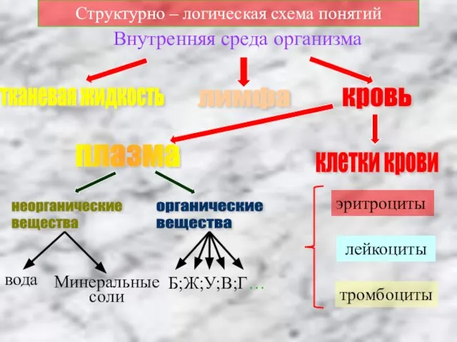 Структурно – логическая схема понятий тканевая жидкость лимфа кровь плазма клетки крови