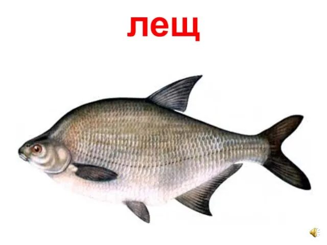 лещ