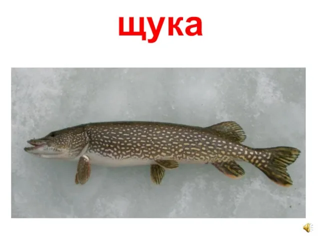 щука