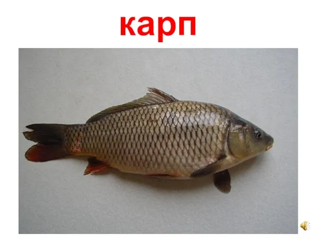 карп