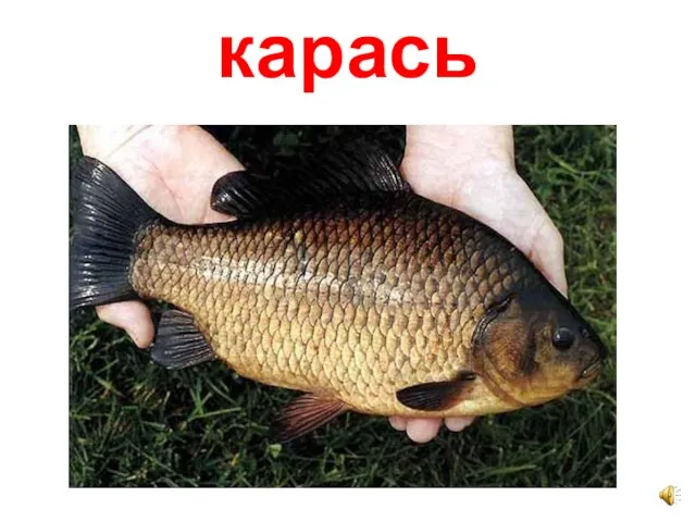 карась