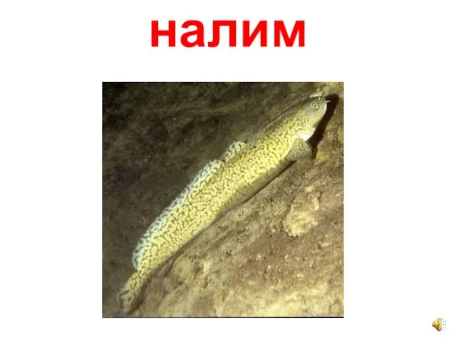 налим