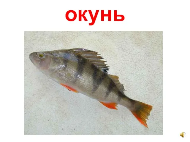 окунь