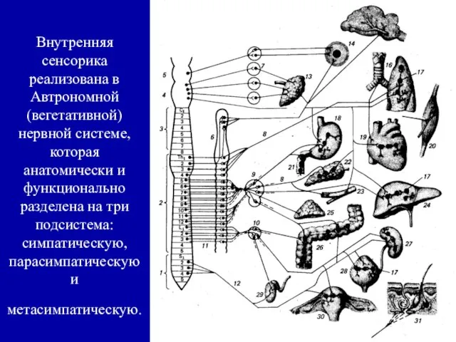 Внутренняя сенсорика реализована в Автрономной (вегетативной) нервной системе, которая анатомически и функционально