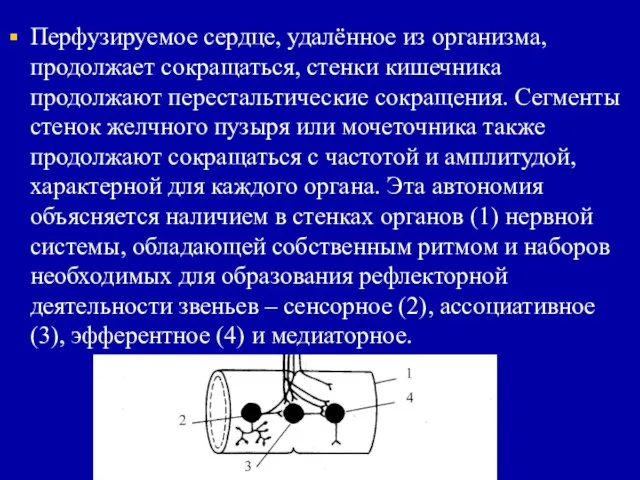 Перфузируемое сердце, удалённое из организма, продолжает сокращаться, стенки кишечника продолжают перестальтические сокращения.