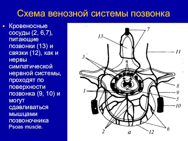 Схема венозной системы позвонка Кровеносные сосуды (2, 6,7), питающие позвонки (13) и