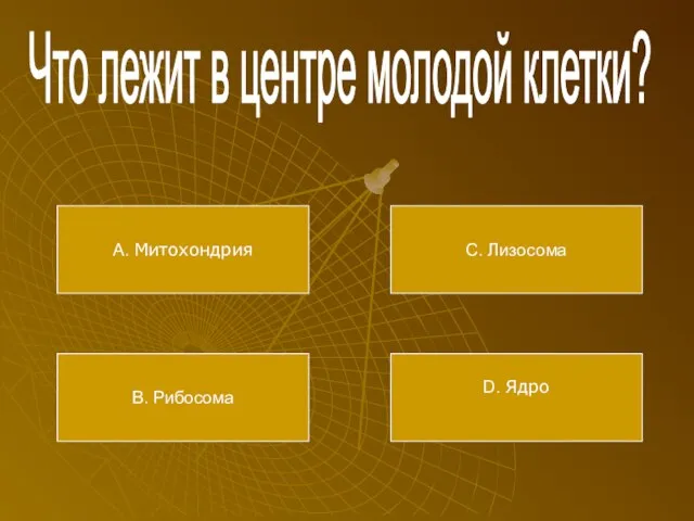 Что лежит в центре молодой клетки? А. Митохондрия В. Рибосома С. Лизосома D. Ядро